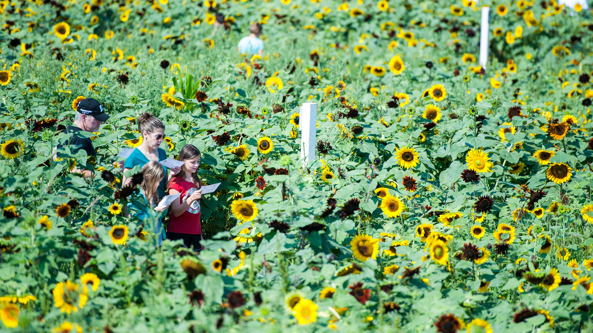 Sunflower Maze Visit CT